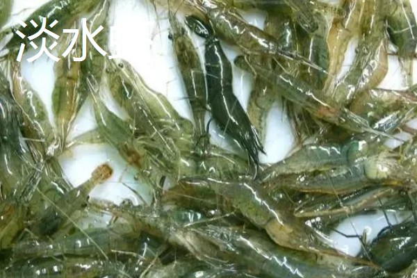 淡水虾与海水虾的区别,生存环境和外观均不同