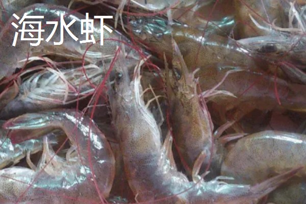 淡水虾与海水虾的区别,生存环境和外观均不同