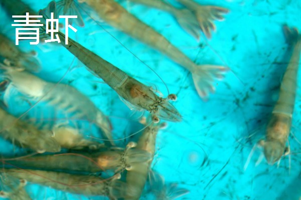 淡水虾与海水虾的区别,生存环境和外观均不同