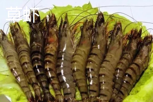 淡水虾与海水虾的区别,生存环境和外观均不同