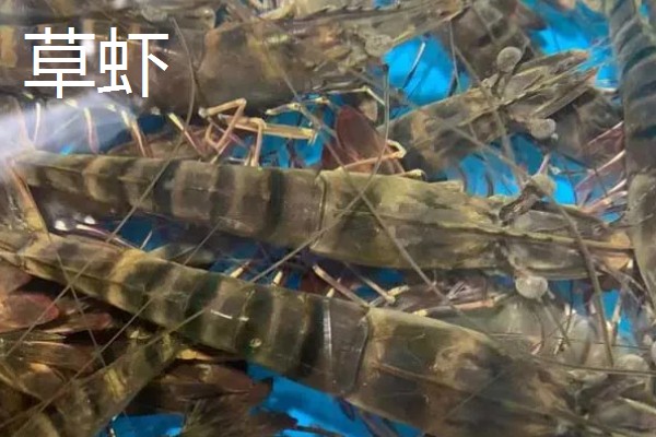 淡水虾与海水虾的区别,生存环境和外观均不同