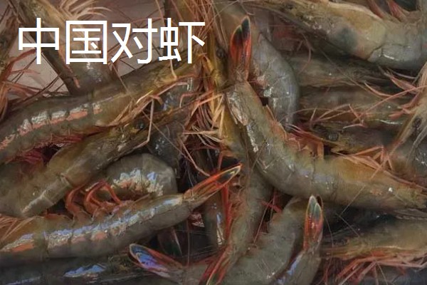 淡水虾与海水虾的区别,生存环境和外观均不同