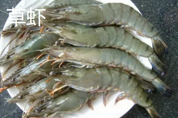 淡水虾与海水虾的区别,生存环境和外观均不同