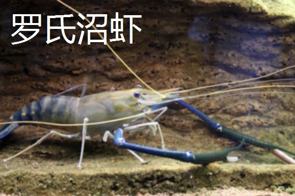 淡水虾与海水虾的区别,生存环境和外观均不同