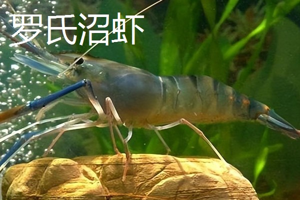 淡水虾与海水虾的区别,生存环境和外观均不同