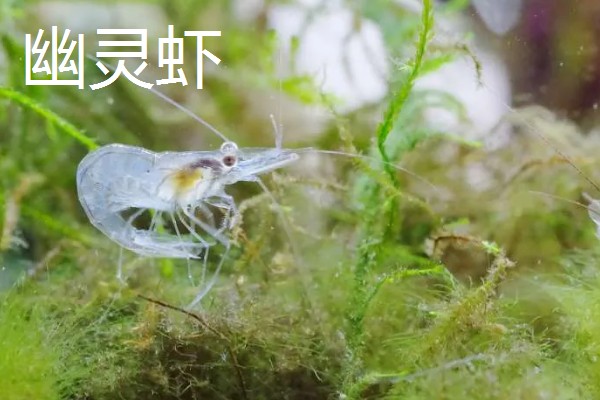 淡水虾与海水虾的区别,生存环境和外观均不同