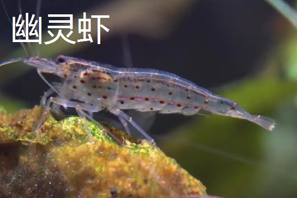 淡水虾与海水虾的区别,生存环境和外观均不同