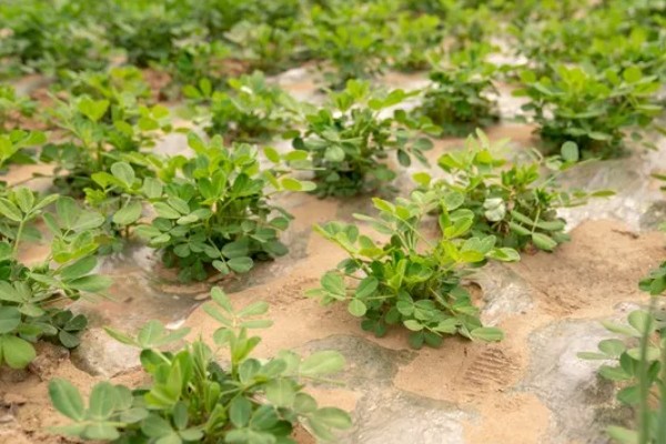 花生什么时候打除草剂，长出3片真叶、杂草进入2-4叶期便可使用