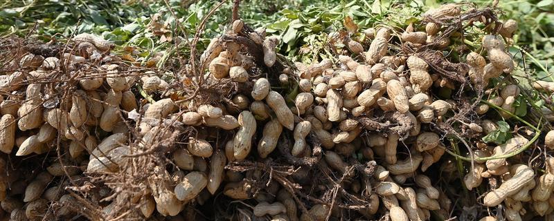 花生几月份收获，在8-10月份收获