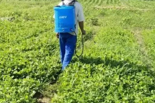 花生什么时候打除草剂，长出3片真叶、杂草进入2-4叶期便可使用