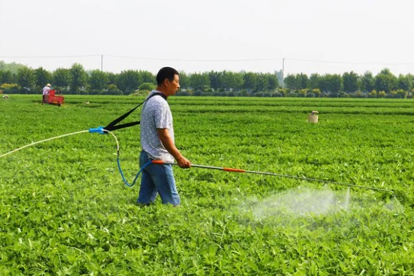 花生什么时候打除草剂，长出3片真叶、杂草进入2-4叶期便可使用