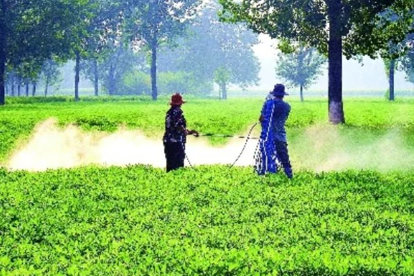 花生什么时候打除草剂，长出3片真叶、杂草进入2-4叶期便可使用