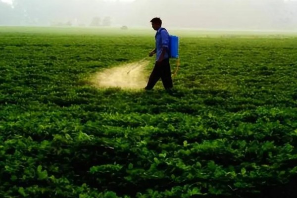 花生什么时候打除草剂，长出3片真叶、杂草进入2-4叶期便可使用