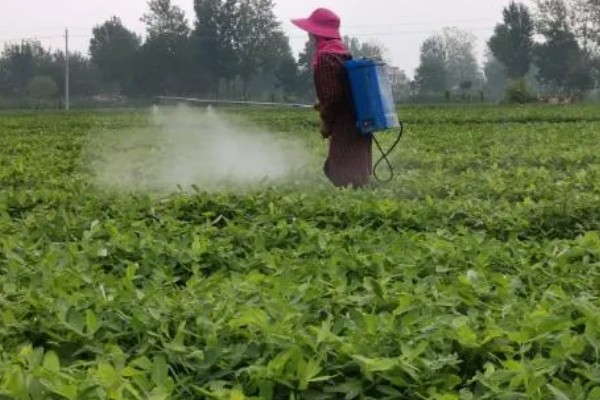 花生什么时候打除草剂，长出3片真叶、杂草进入2-4叶期便可使用