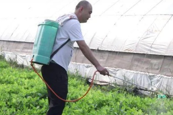 花生什么时候打除草剂，长出3片真叶、杂草进入2-4叶期便可使用