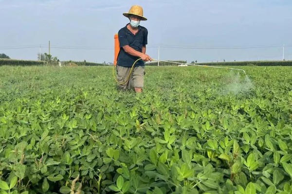 花生什么时候打除草剂，长出3片真叶、杂草进入2-4叶期便可使用