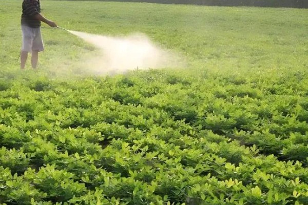 花生什么时候打除草剂，长出3片真叶、杂草进入2-4叶期便可使用