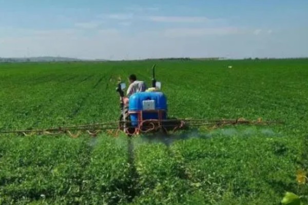 花生什么时候打除草剂，长出3片真叶、杂草进入2-4叶期便可使用