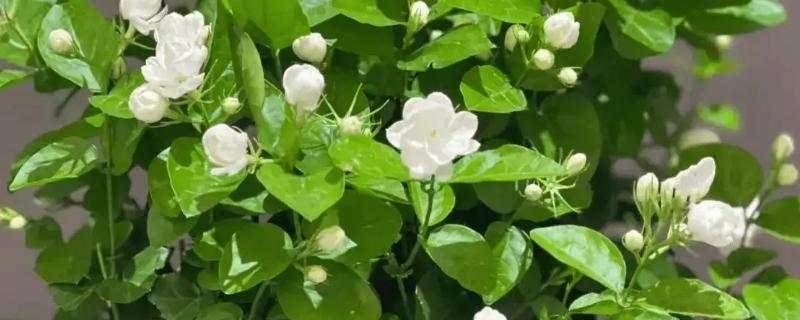 茉莉花的寓意,寓意忠贞尊敬、和蔼可亲等