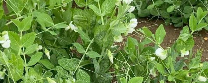 豆妃简介，是豌豆苗顶端两片嫩叶