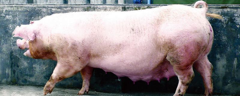 母猪配种成功的表现，不再发情且腹部逐渐增大便代表受孕