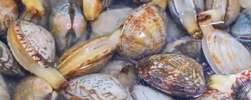 菲律宾帘蛤与小眼花帘蛤的区别，分布范围和外形特点均不同