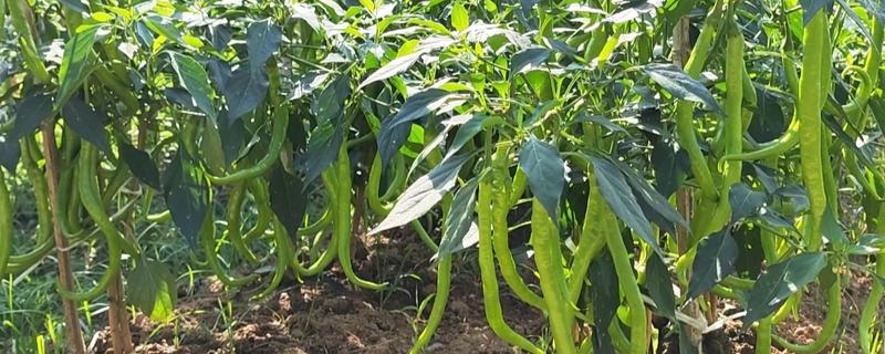 辣椒有什么品种,从植物学角度看有4个不同的品种