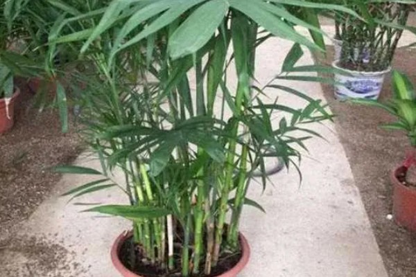 伞竹怎么养殖，生长盛期要追施磷钾肥