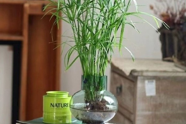 伞竹怎么养殖，生长盛期要追施磷钾肥