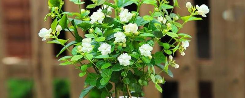 茉莉花喜水吗，喜湿但是怕水涝