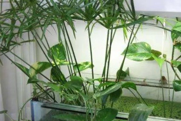 伞竹怎么养殖，生长盛期要追施磷钾肥