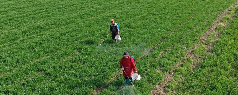 小麦施什么肥，对氮、磷、钾需求量大