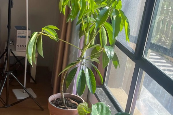 怎么养殖大叶伞，生长期间每隔4-5天浇一次水