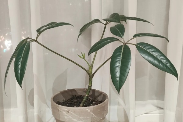 怎么养殖大叶伞，生长期间每隔4-5天浇一次水