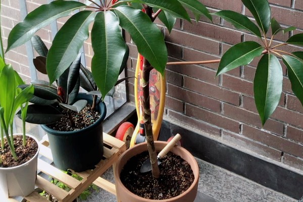 怎么养殖大叶伞，生长期间每隔4-5天浇一次水