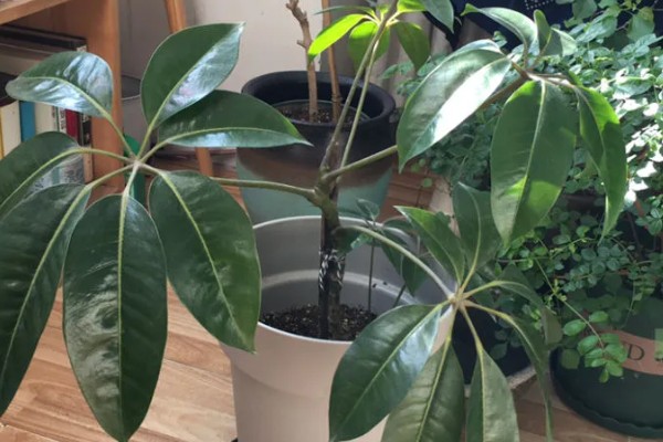 怎么养殖大叶伞，生长期间每隔4-5天浇一次水