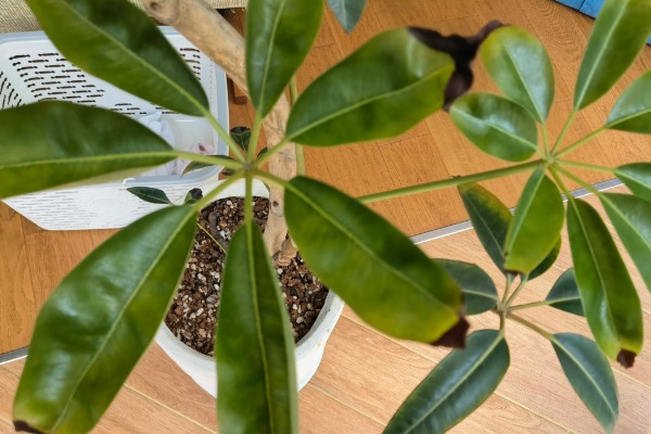 怎么养殖大叶伞，生长期间每隔4-5天浇一次水