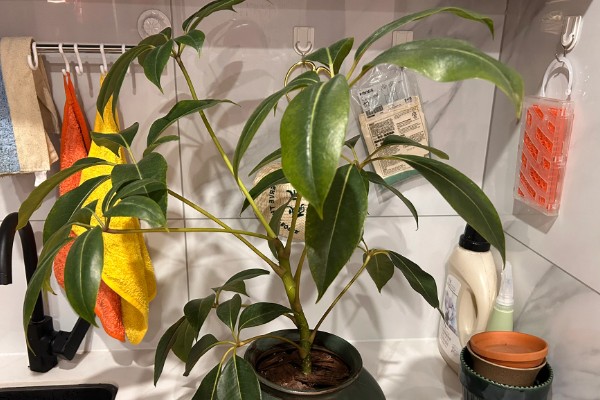 怎么养殖大叶伞，生长期间每隔4-5天浇一次水