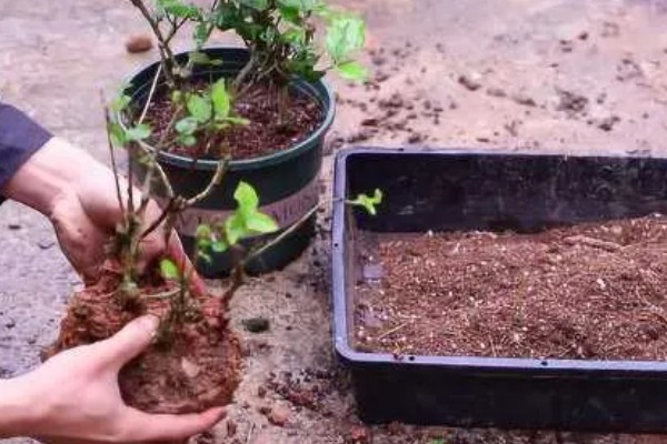 让老桩茉莉多发芽的方法，将枯枝、老枝等枝条剪除可以促进侧芽生长