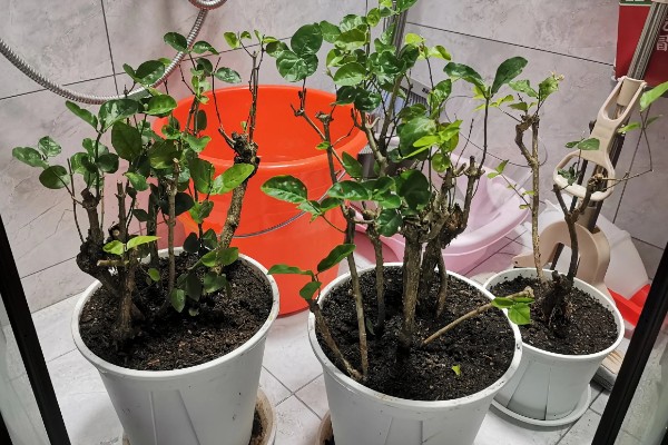 让老桩茉莉多发芽的方法，将枯枝、老枝等枝条剪除可以促进侧芽生长