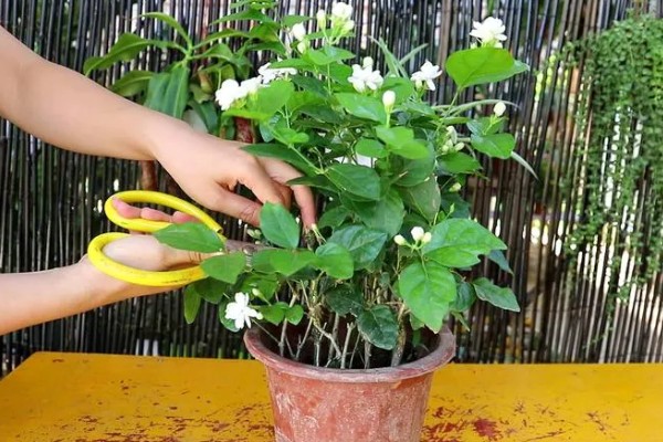 让老桩茉莉多发芽的方法，将枯枝、老枝等枝条剪除可以促进侧芽生长