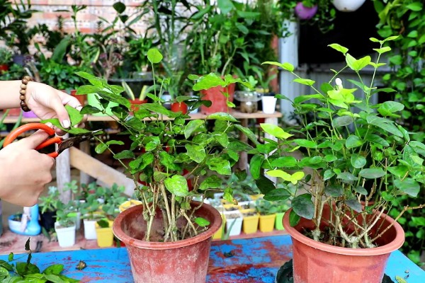 让老桩茉莉多发芽的方法，将枯枝、老枝等枝条剪除可以促进侧芽生长