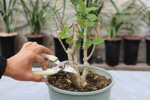 让老桩茉莉多发芽的方法，将枯枝、老枝等枝条剪除可以促进侧芽生长