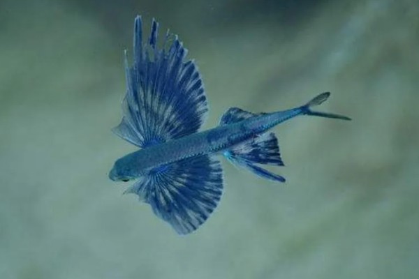 飞鱼籽是哪种鱼的籽，是水生动物飞鱼的卵