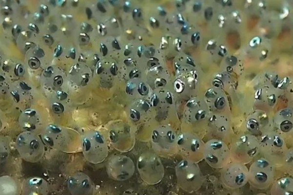 飞鱼籽是哪种鱼的籽，是水生动物飞鱼的卵