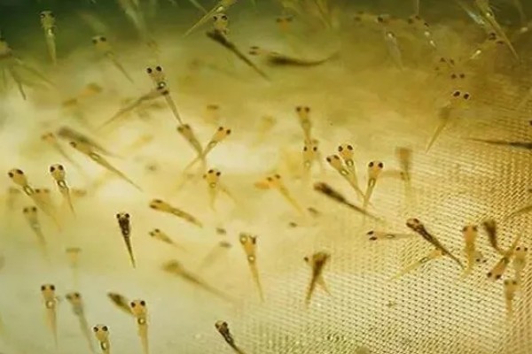 飞鱼籽是哪种鱼的籽，是水生动物飞鱼的卵