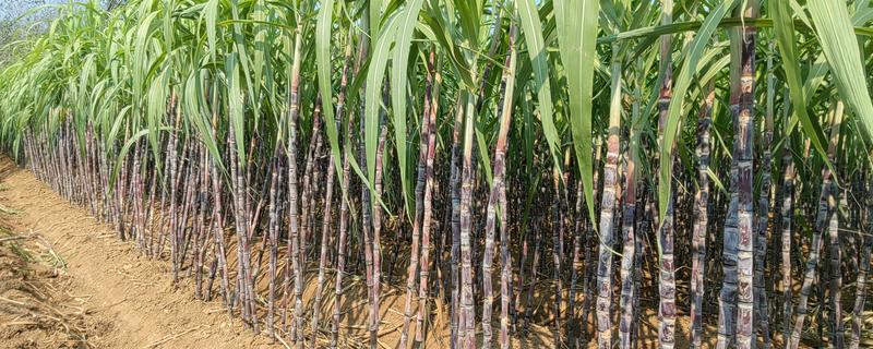 甘蔗的常见品种，青皮甘蔗、黑皮甘蔗等品种常见于市场