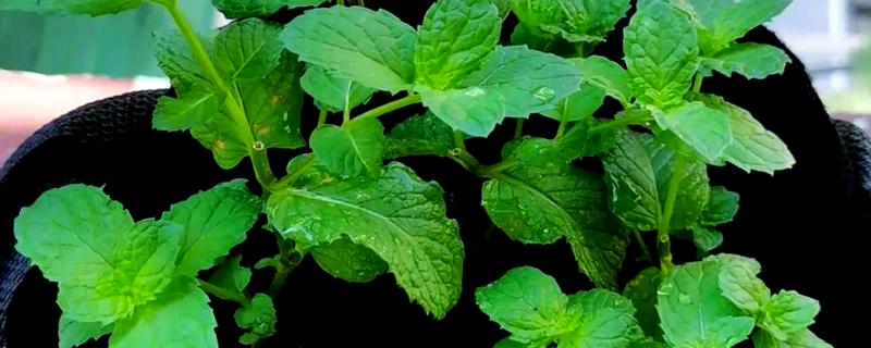 薄荷为什么要拍一下，是为了让香味散发出来