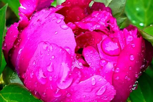 变色牡丹的养殖方法，在生长季节要浇足水分