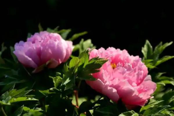 变色牡丹的养殖方法，在生长季节要浇足水分